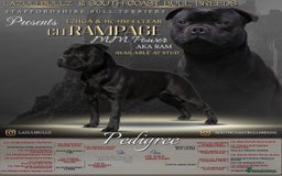 Staffordshire Bull Terrier dogs for stud: One and only ACE stud!  - Image 8
