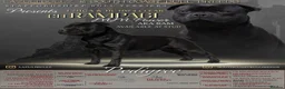 Staffordshire Bull Terrier dogs for stud: One and only ACE stud!  - Advert 8
