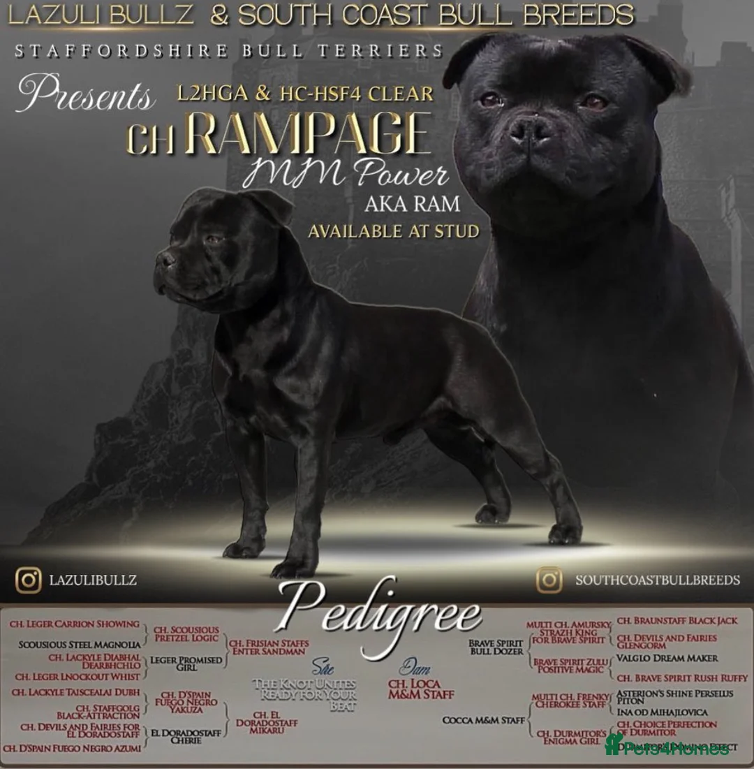 Staffordshire Bull Terrier dogs for stud: One and only ACE stud!  - Advert 8