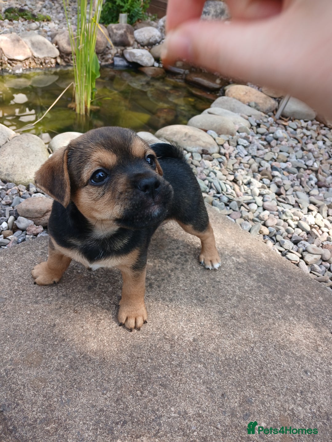 Jack Russell dogs for sale: Jack Russell/Pug puppies  - Image 6