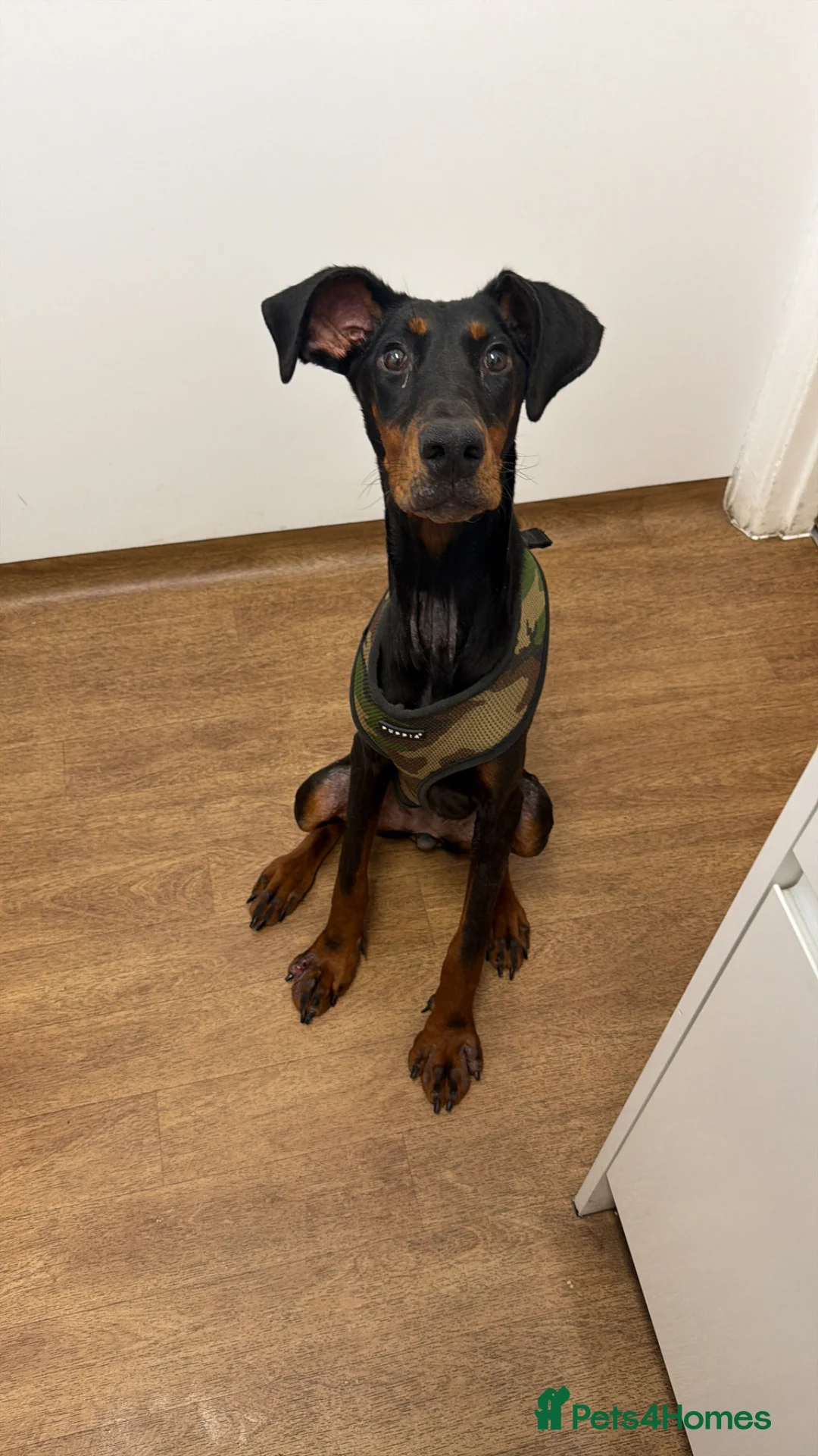 Dobermann dogs for sale: Bella the Dobermann in Wembley - Advert 4