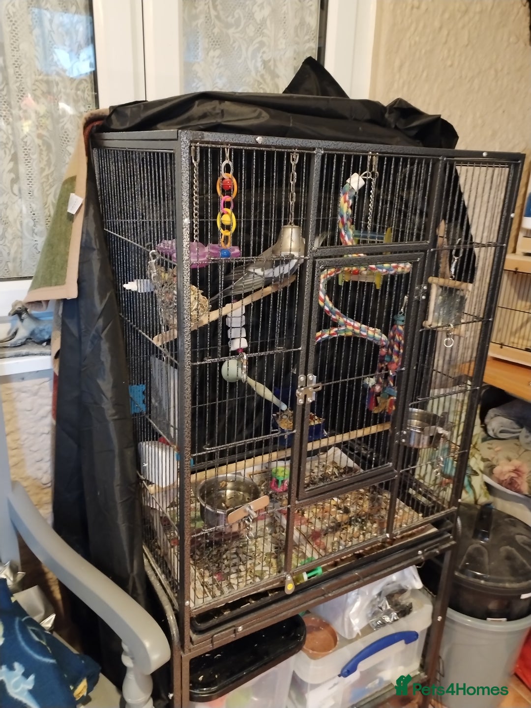 Budgerigars birds for sale: Beautiful baby budgies  - Advert 12