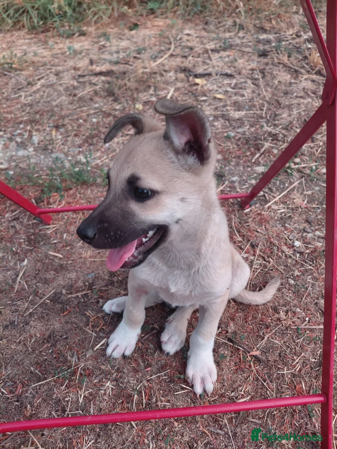 Mixed Breed dogs for adoption: OZZY, a Lovely Puppy Boy - for a Loving Home - Advert 15