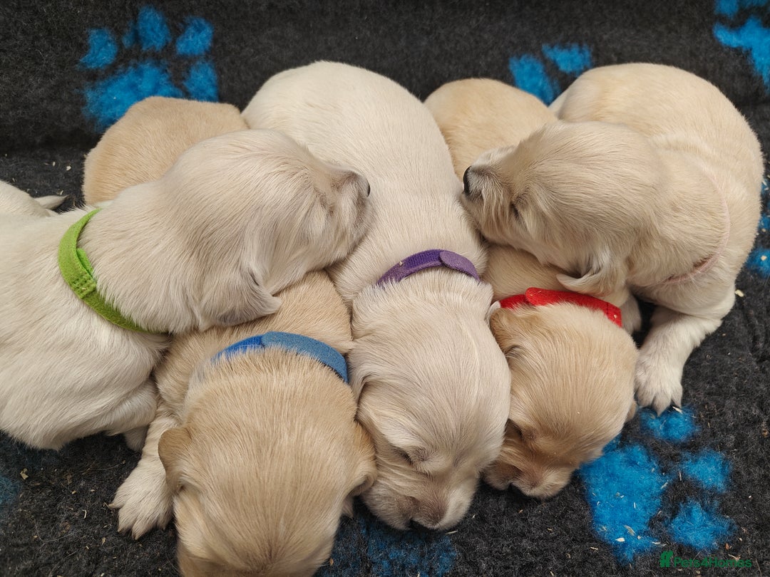 Golden Retriever dogs for sale: Outstanding KC registered Golden Retriever Puppies - Image 12