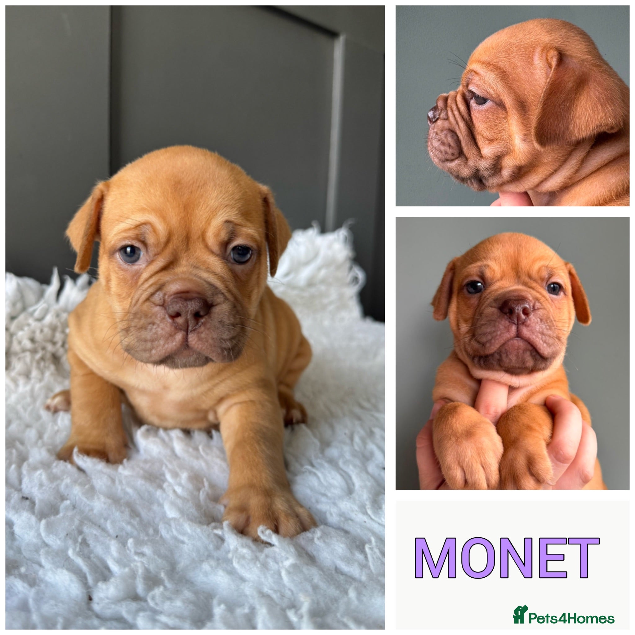 Olde English Bulldogge dogs Champion, Health Tested Parents, OEB puppies - Advert 2