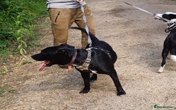 Mixed Breed dogs for adoption: SHEAMUS - a handsome boy for an experienced Owner - Image 9