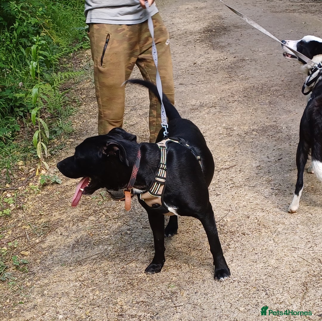 Mixed Breed dogs for adoption: SHEAMUS - a handsome boy for an experienced Owner - Image 9