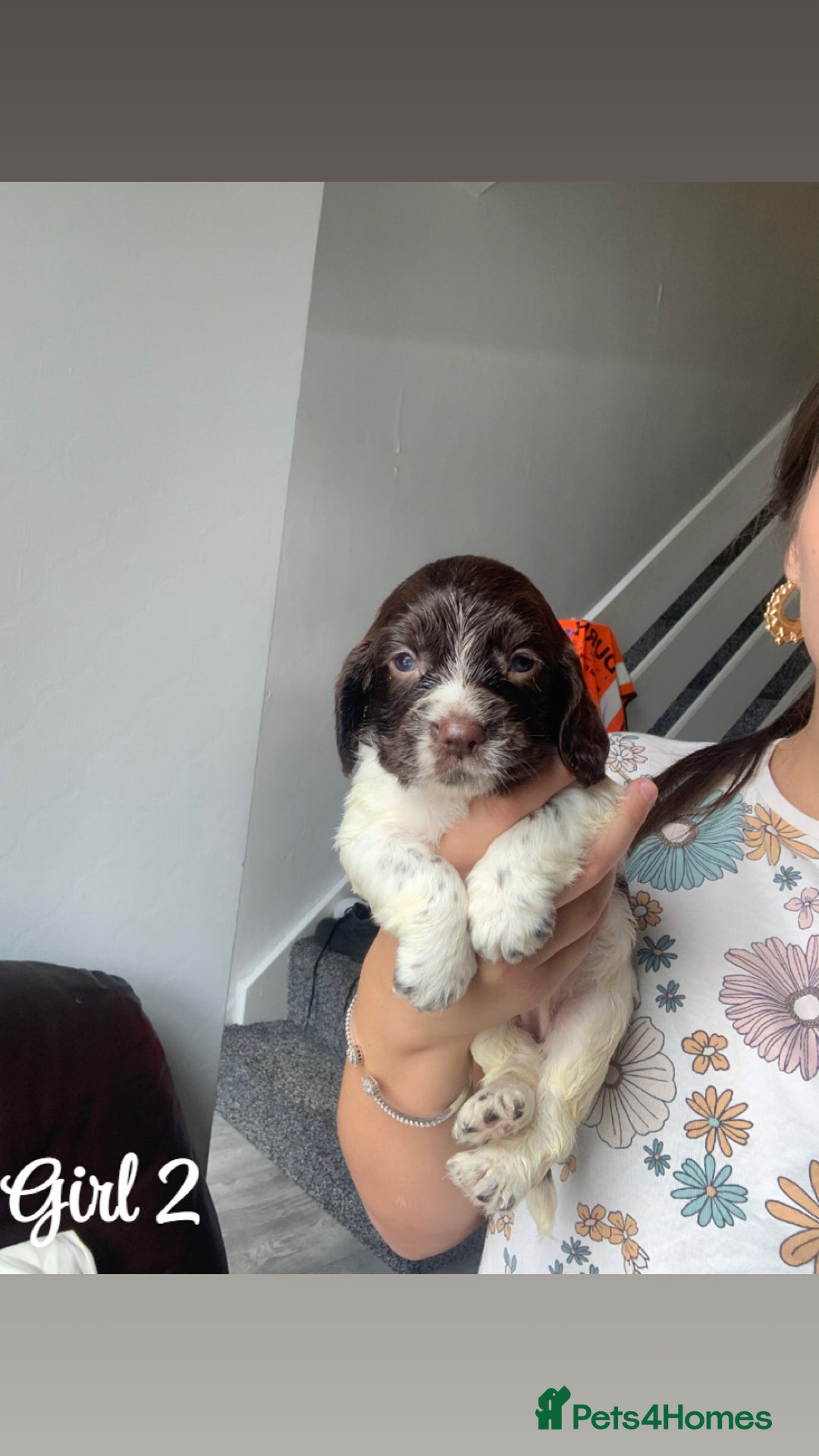 Cocker Spaniel dogs for sale: Cocker spaniel pups - Image 5
