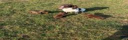 Sprocker dogs for sale: Beautiful sprocker puppies - Advert 2