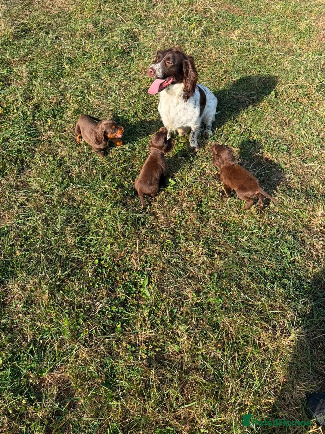 Sprocker dogs for sale: Beautiful sprocker puppies - Advert 2
