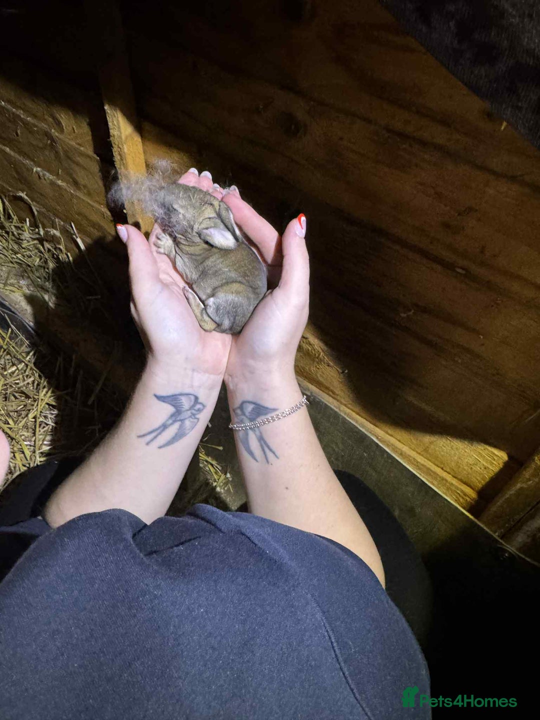 Continental Giant rabbits for sale: Giant rabbit kits - Advert 2