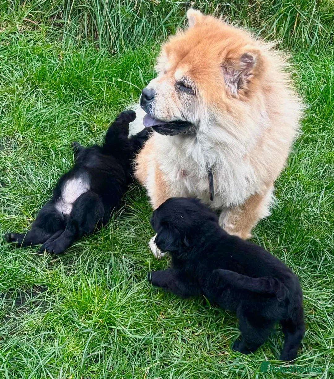 Mixed Breed dogs for sale: Gorgeous chow chow x cocker pups  - Advert 1