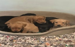 Labrador Retriever dogs for sale: Gorgeous lab puppys - Advert 3