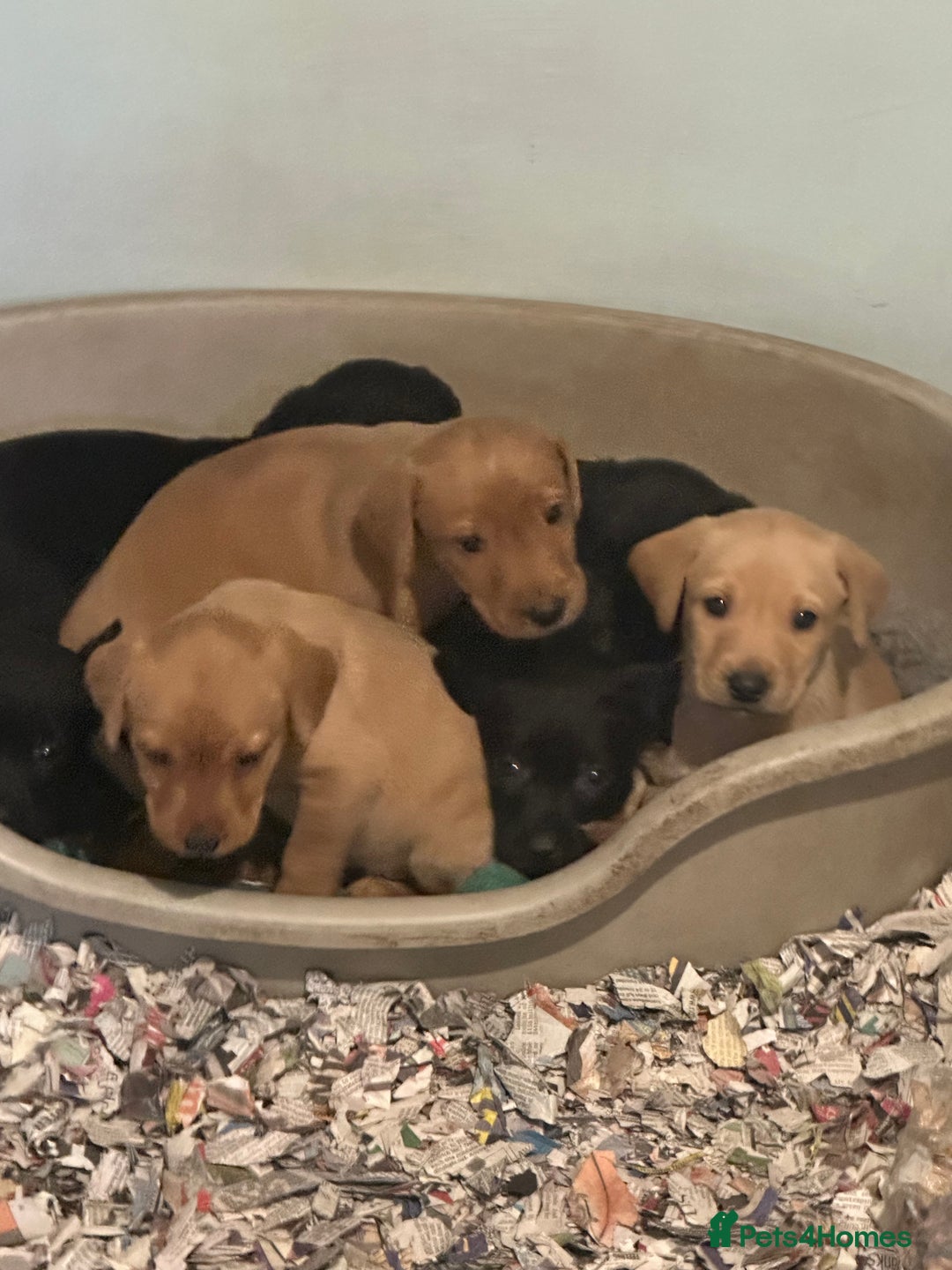 Labrador Retriever dogs for sale: Gorgeous lab puppys - Advert 3