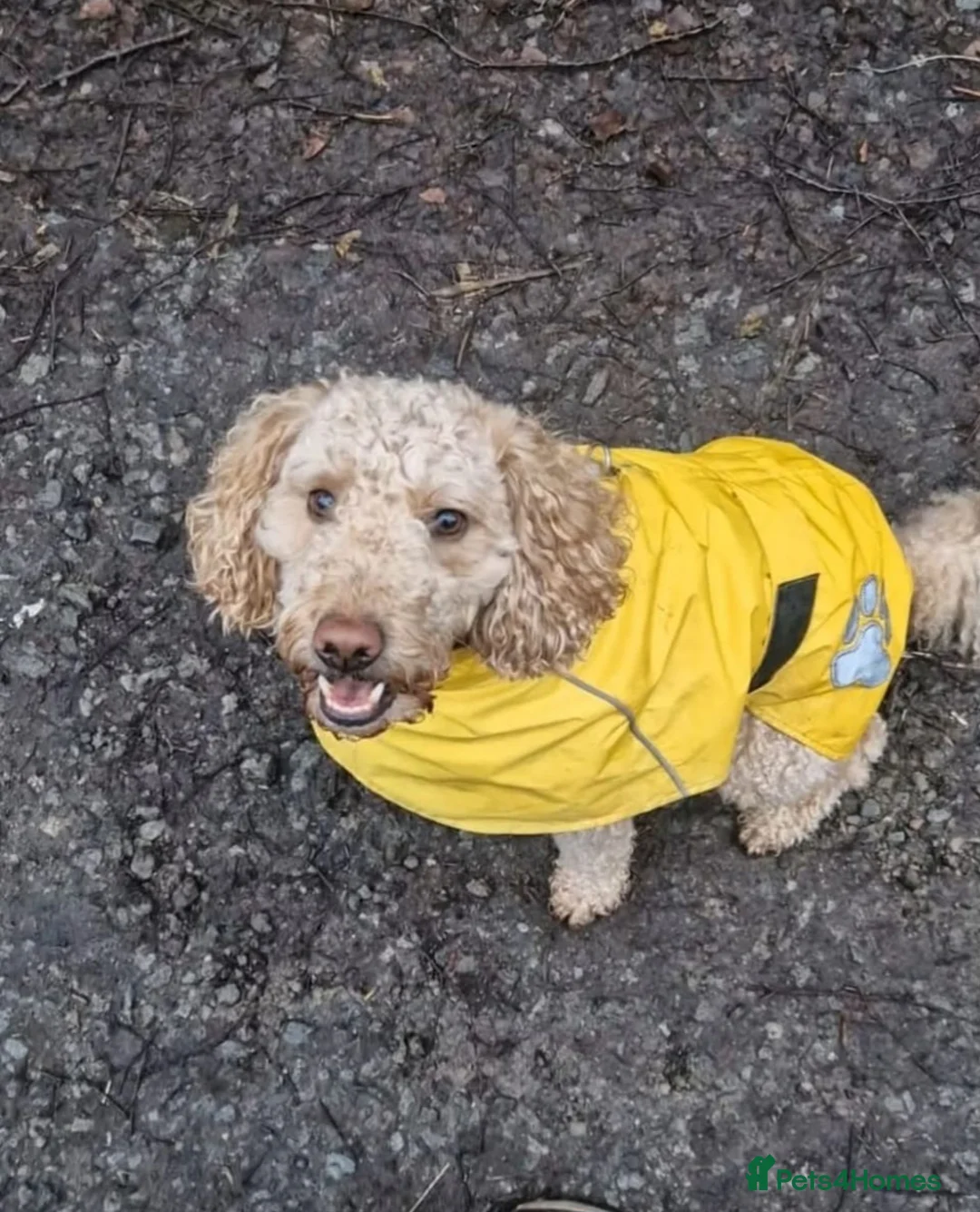 Cockapoo dogs for stud: F2 Cockapoo for stud - Advert 2