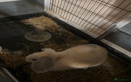 Mini Lop rabbits for sale: cappuccino female rabbit hutch included  - Image 5