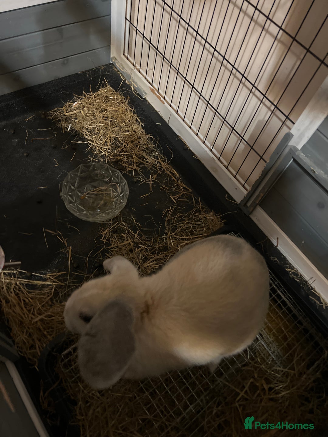 Mini Lop rabbits for sale: cappuccino female rabbit hutch included  - Image 5