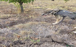 Mixed Breed dogs for adoption: Sweet, Friendly Young RUBY - for a Loving Family - Advert 13