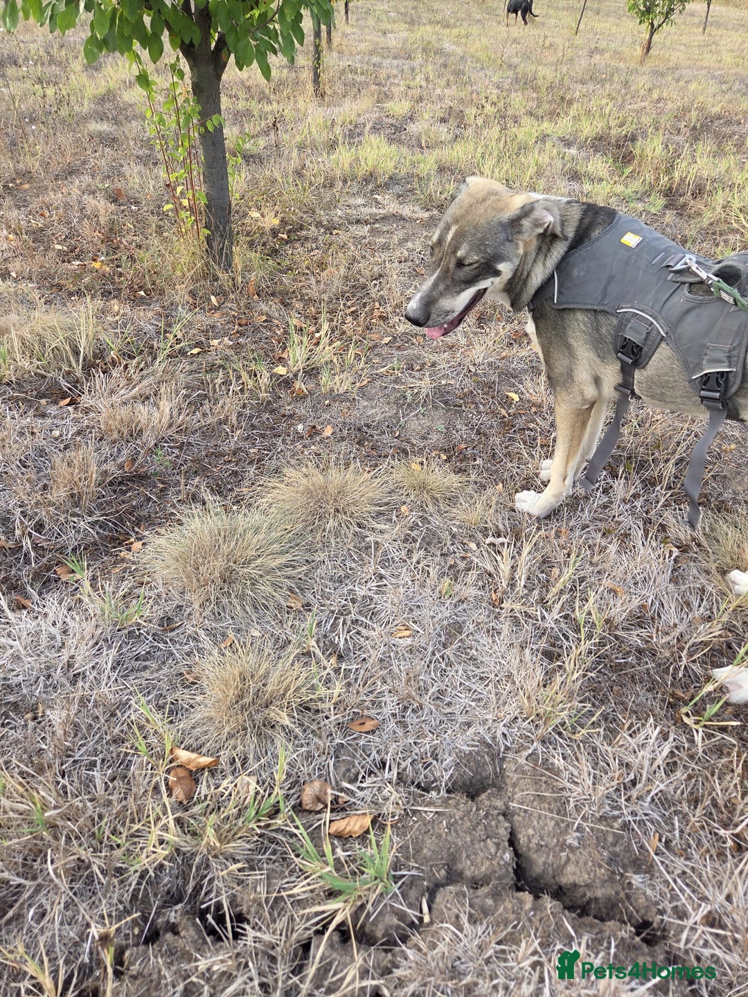 Mixed Breed dogs for adoption: Sweet, Friendly Young RUBY - for a Loving Family - Advert 13