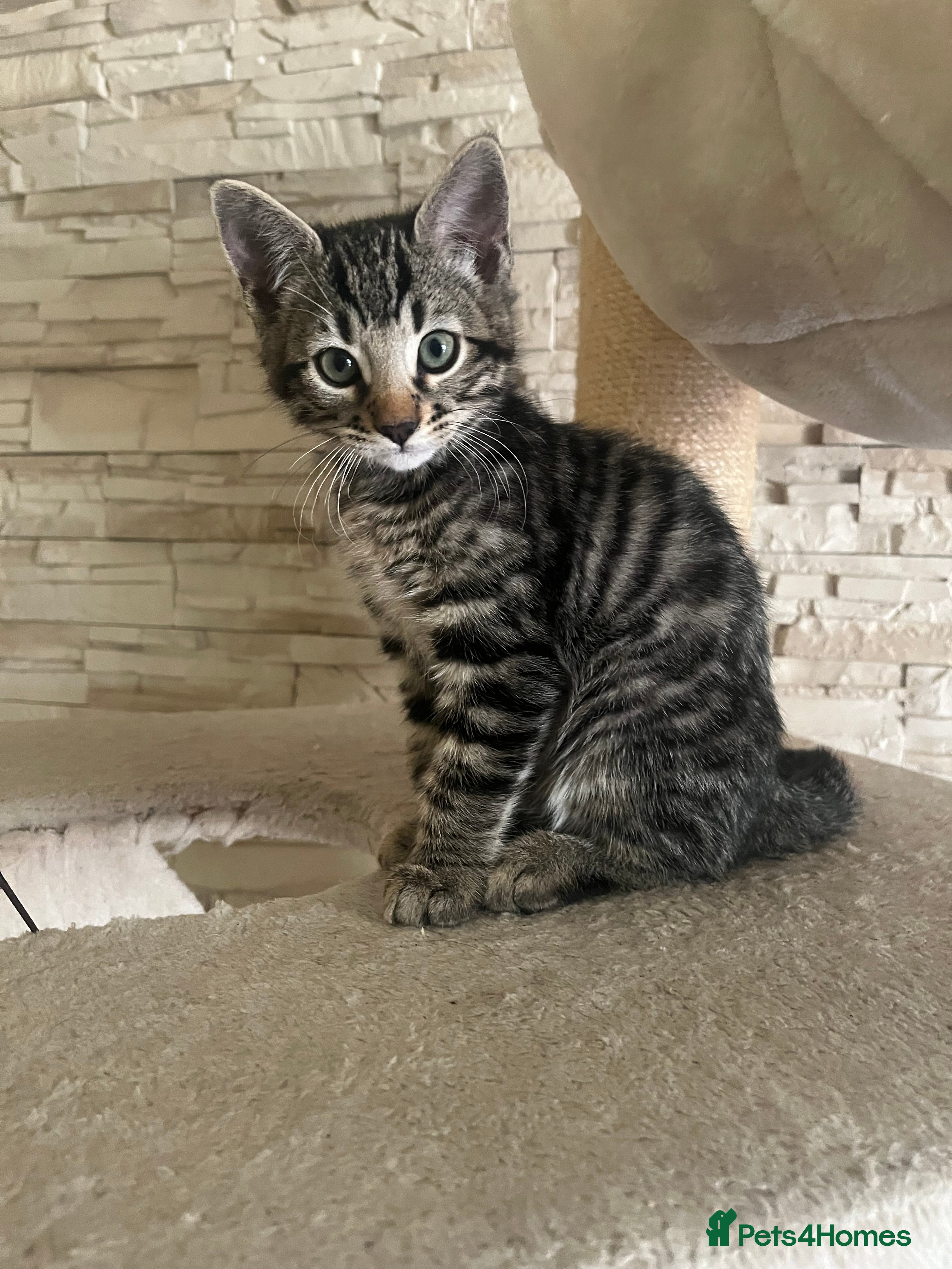 Mixed Breed cats for sale: Bengal Cross Kittens £200 each  - Advert 1