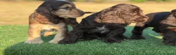 Cocker Spaniel dogs for sale: Beautiful top quality show type cocker spaniel  - Advert 8