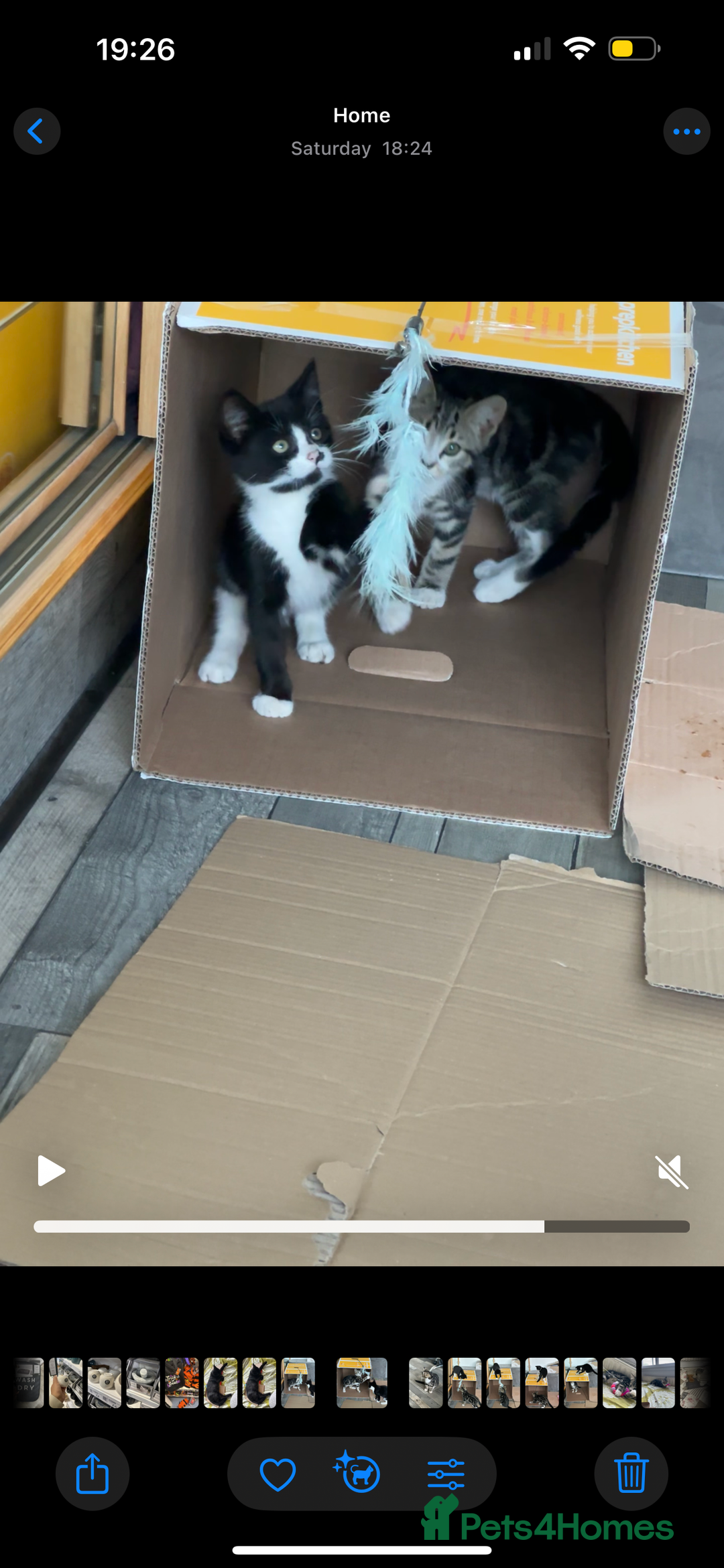 Domestic Shorthair cats for sale: Abandoned kittens and mother cat - Image 5