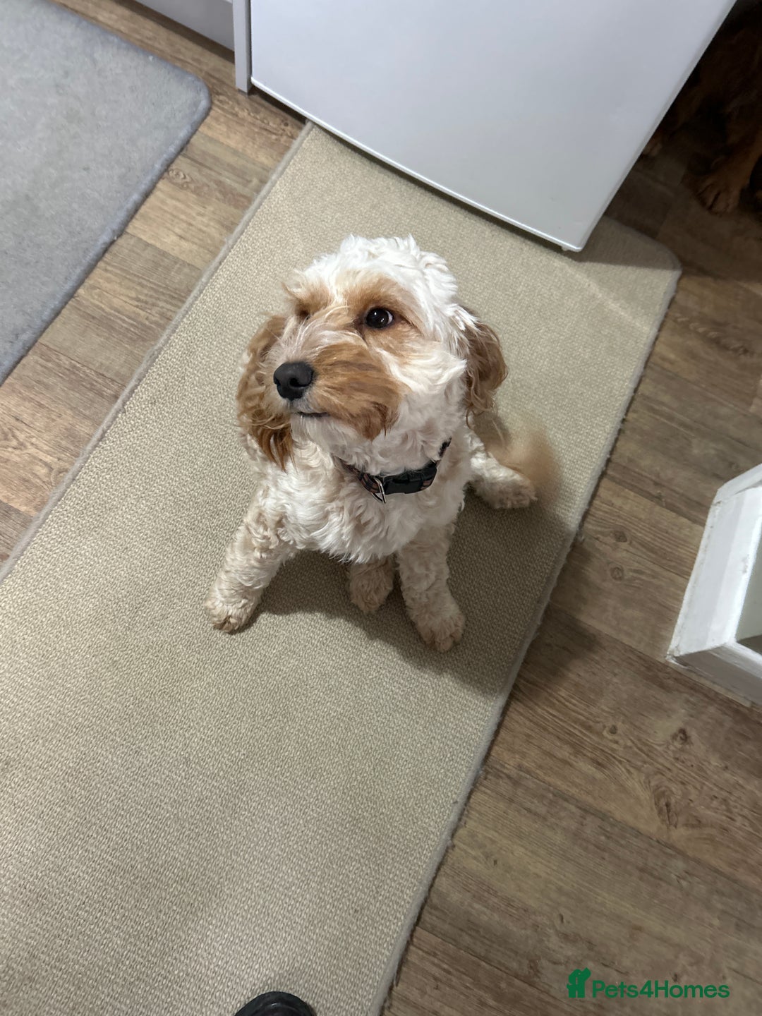 Cockapoo dogs for sale: Cockapoo - Advert 3