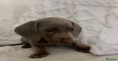 Miniature Dachshund dogs - Advert 11