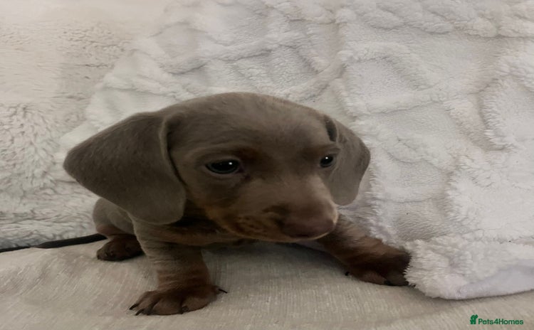 Miniature Dachshund dogs - Advert 6