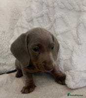 Miniature Dachshund dogs - Advert 11