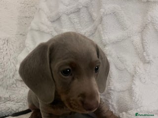 Miniature Dachshund dogs - Advert 4