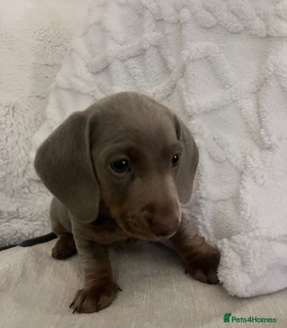 Miniature Dachshund dogs - Advert 3