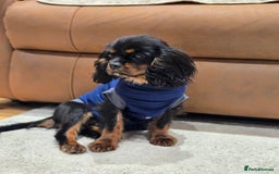 Cavalier King Charles Spaniel dogs for sale: KC Reg Female Cavalier  - Advert 2
