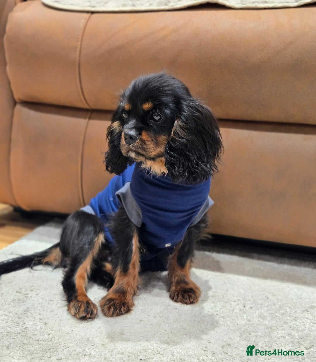 Cavalier King Charles Spaniel dogs for sale: KC Reg Female Cavalier  - Advert 2