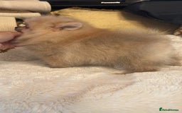 Pomeranian dogs for sale: Super tiny Pomeranian female - Image 2