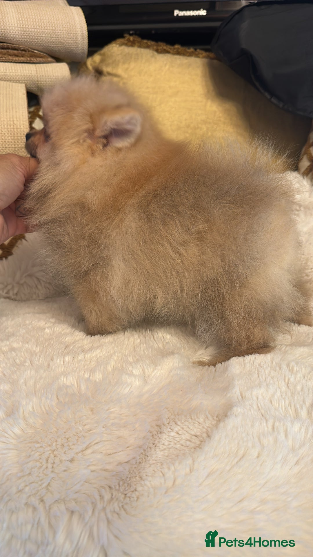 Pomeranian dogs for sale: Super tiny Pomeranian female - Image 2
