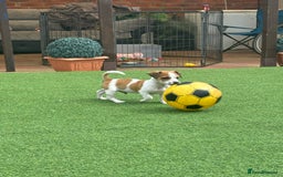 Jack Russell dogs for sale: Jack russle puppies  - Image 1