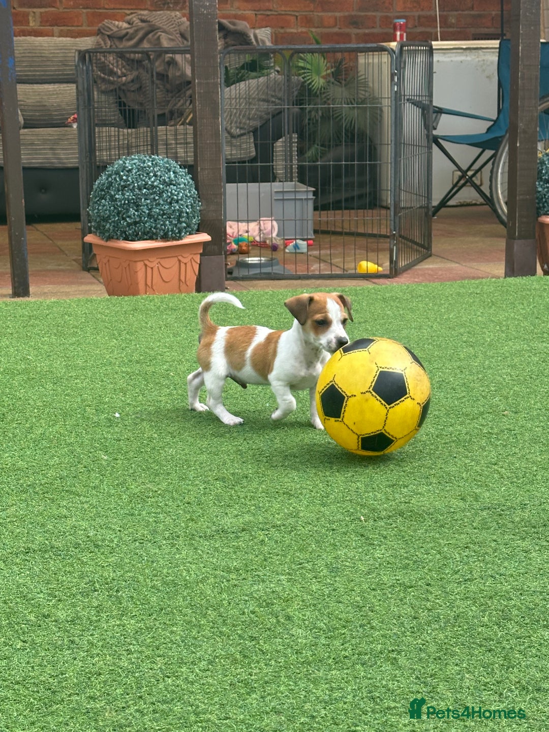 Jack Russell dogs for sale: Jack russle puppies  - Image 1