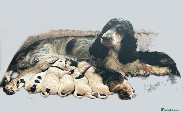 Cocker Spaniel dogs - Advert 7