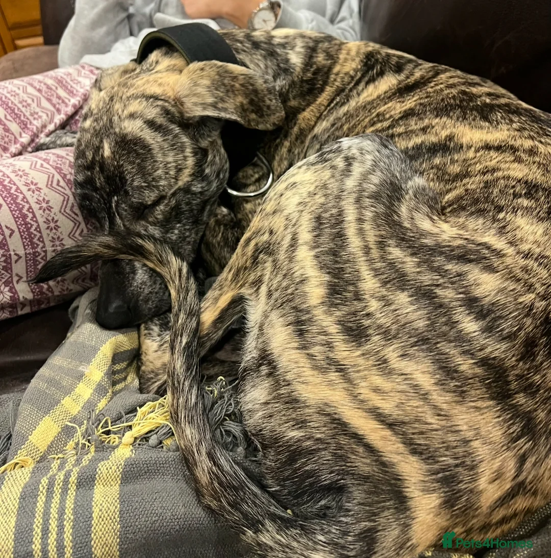 Mixed Breed dogs for sale: Ronnie - Bull Lurcher - 2years  - Advert 4