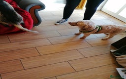 Cockapoo dogs for adoption: 💙🐶 BOBBY 🐶💙 - Advert 17