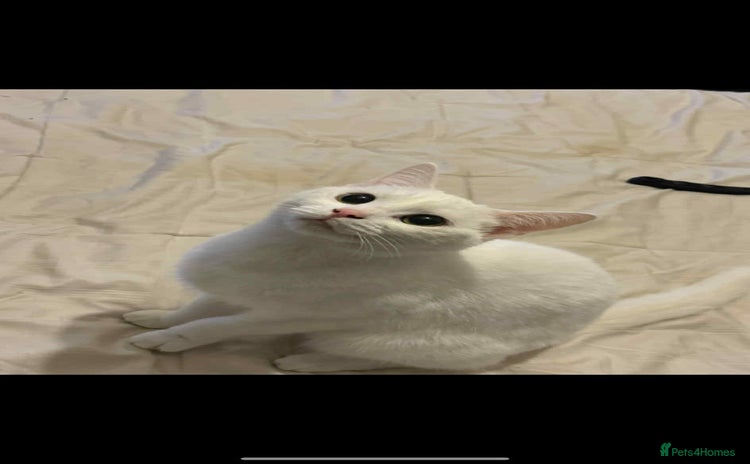 Domestic Shorthair cats - Advert 4