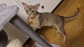 Abyssinian cats Beautiful blue boy 💙 - Advert 6