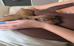 Dachshund dogs for sale: Dachshund tweenies for sale - Image 14