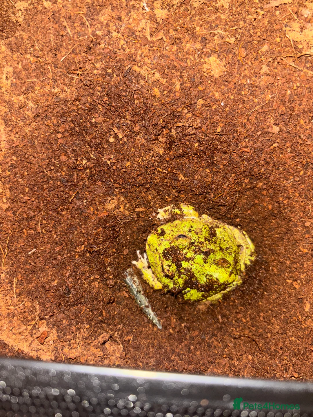 Frog reptiles for sale: Young Pac-Man frog - Advert 2