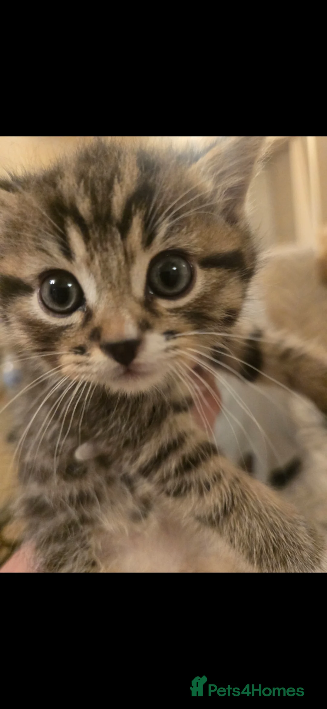 Siberian cats for sale: 3 Cross siberian kittens for sale in Bracknell - Advert 2