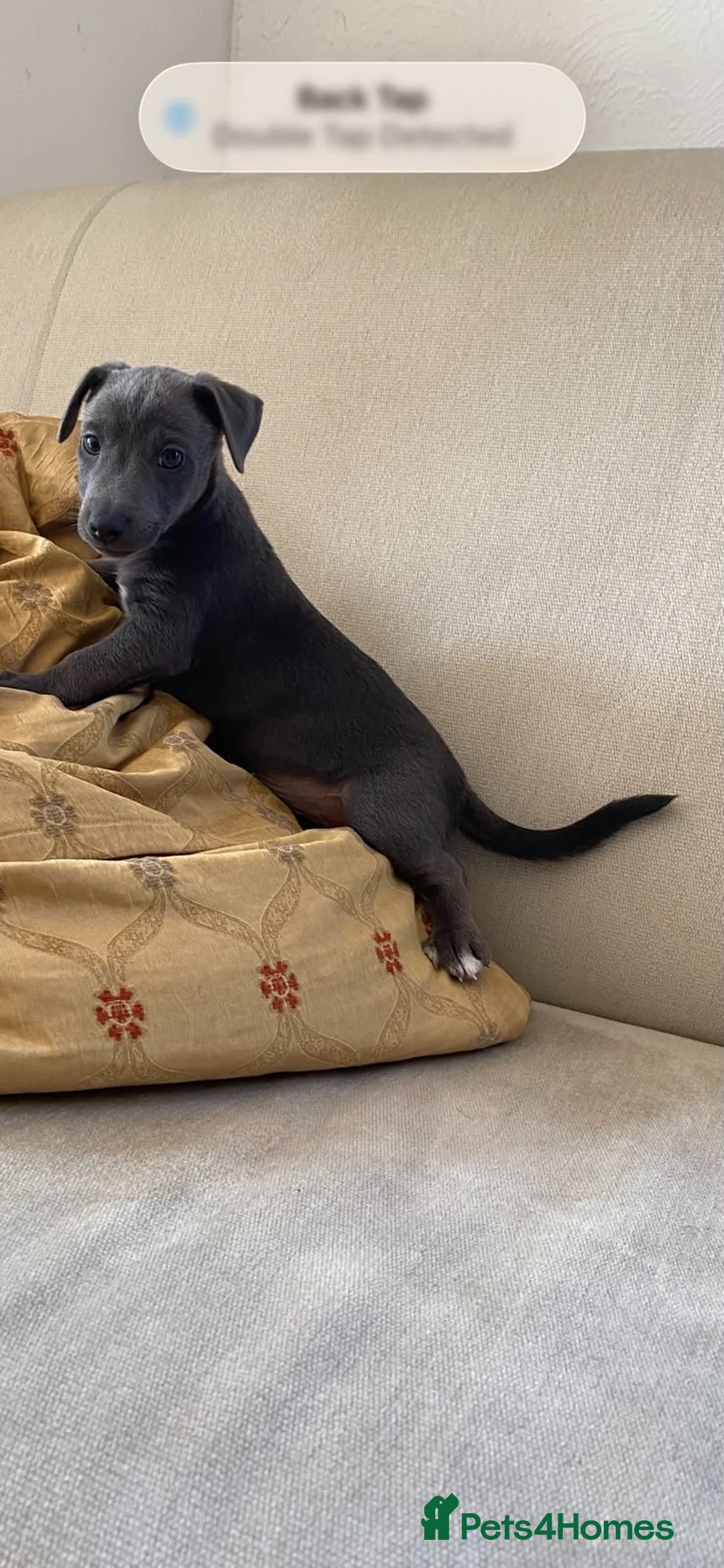 Jack Russell dogs for sale: Rare Blue & Lilac & Tan Minatur Smooth coated JRT  - Advert 14