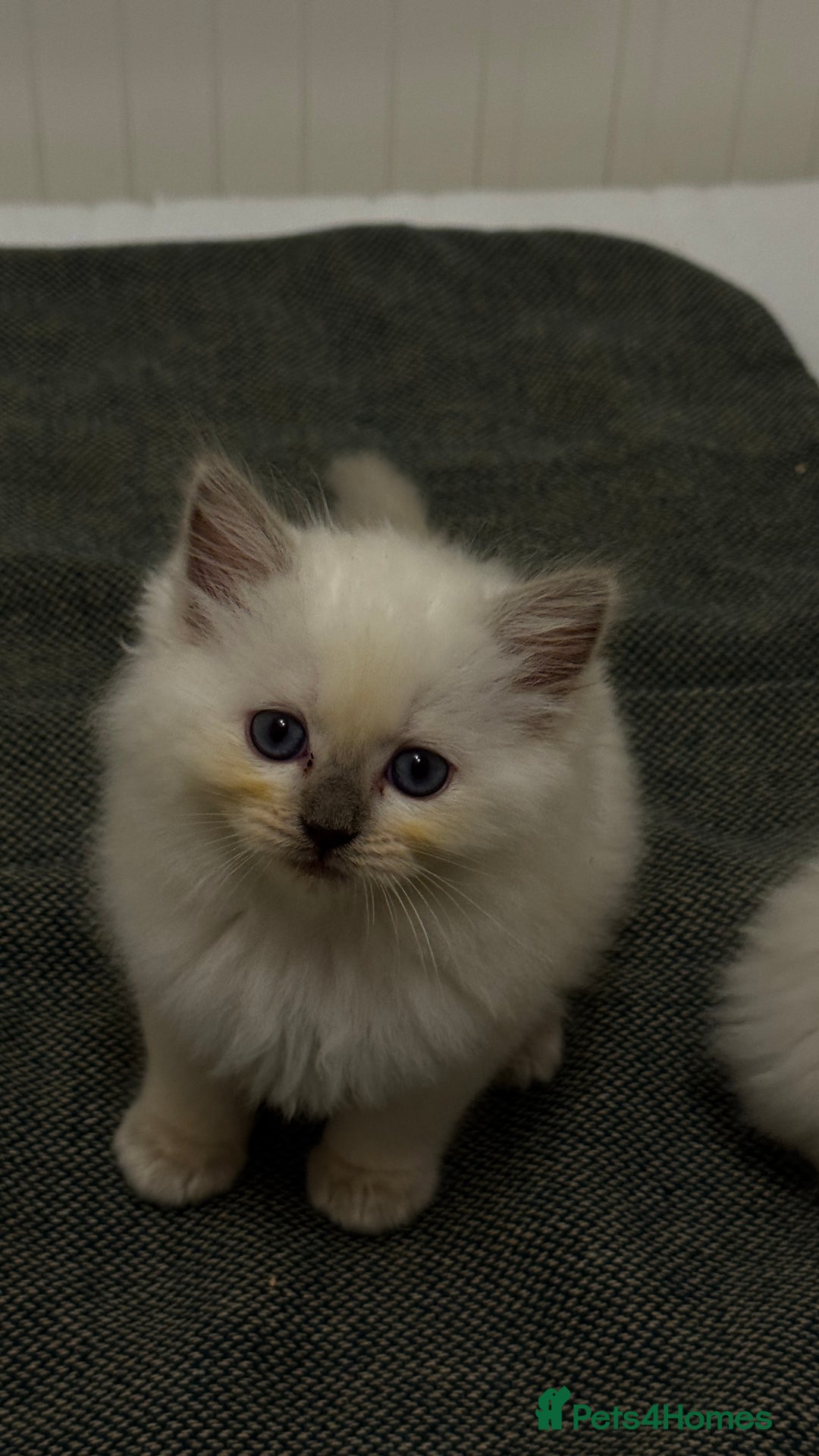Ragdoll cats for sale: GCCF reg , Rare and milky white Lilac kittens  - Advert 24