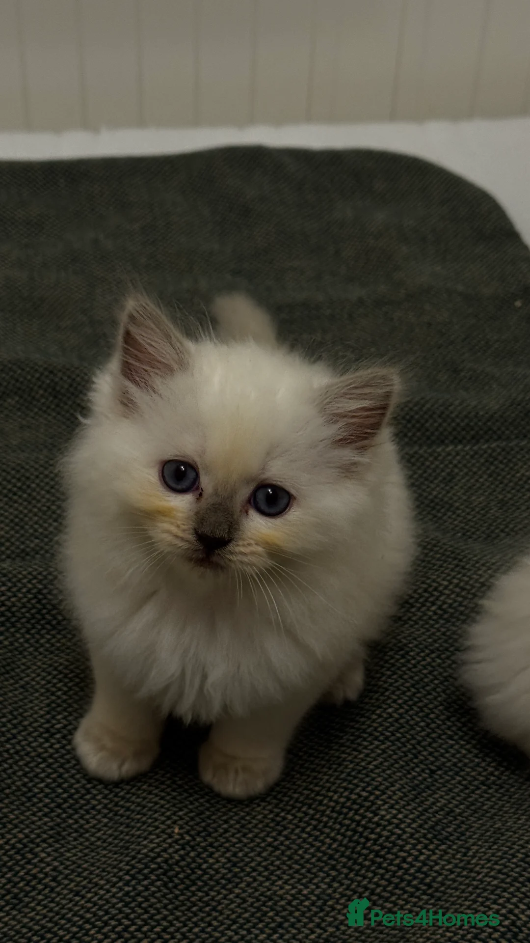 Ragdoll cats for sale: GCCF reg , Rare and icy  white Lilac kittens  - Advert 24