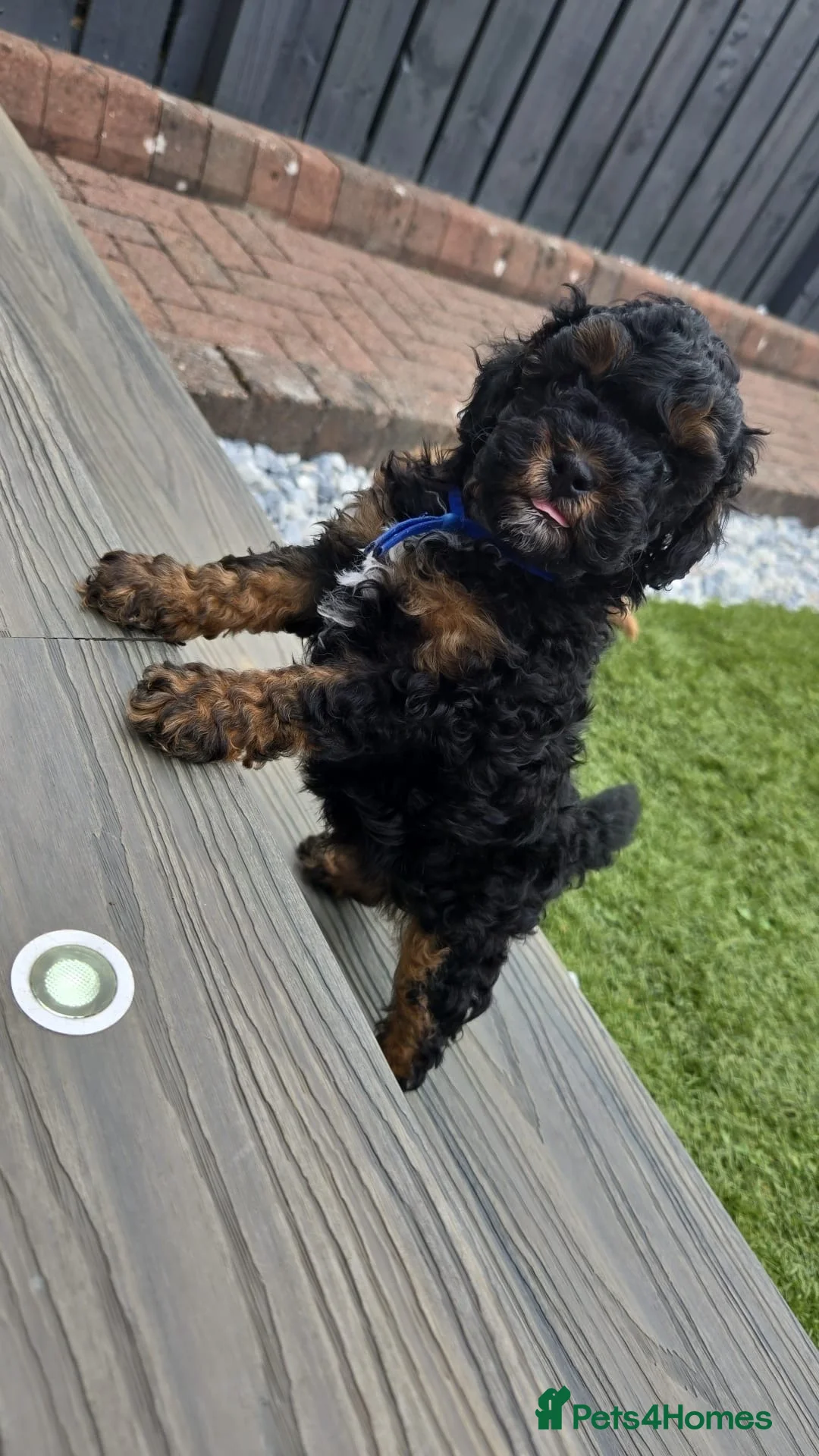 Mixed Breed dogs for sale: toy f1bb shi-poo - Advert 16